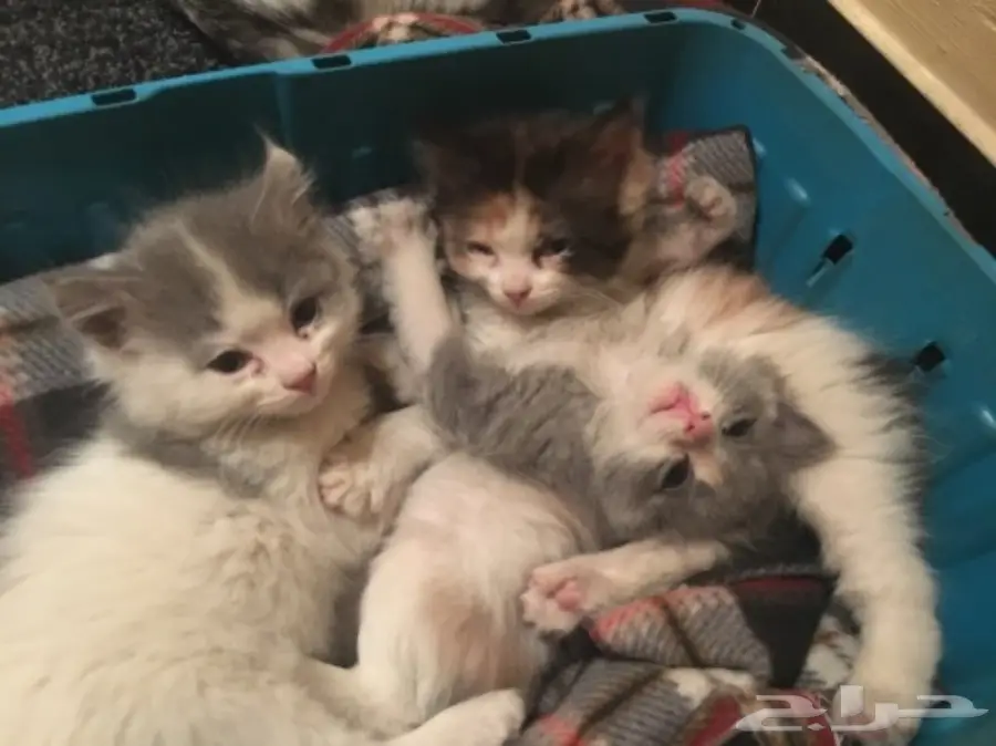 قطط صغار (شهرين) مع قط كبير (ابوهم) للبيع (image 2)