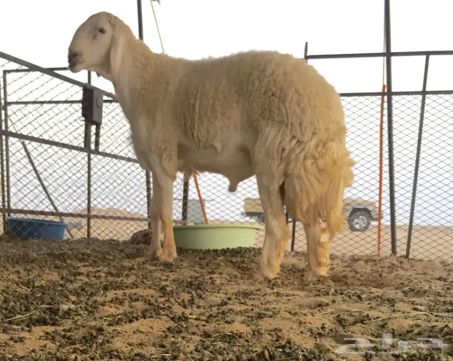 فحل 7شهور  (image 2)