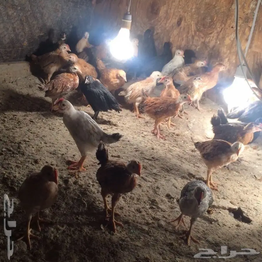 دجاج بلدي عمر شهرين للبيع