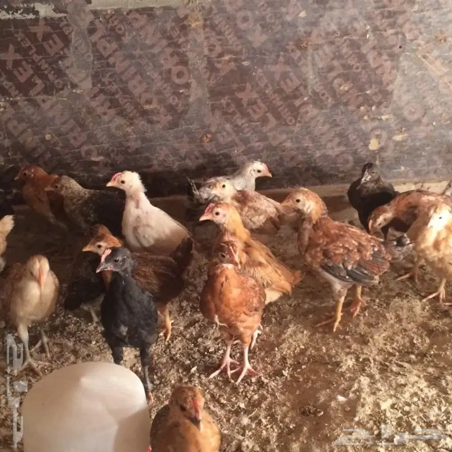 دجاج بلدي عمر شهرين للبيع (image 1)