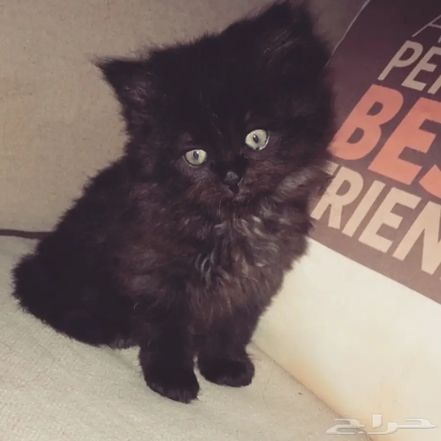 كيتن للبيع في المدينة  (image 1)