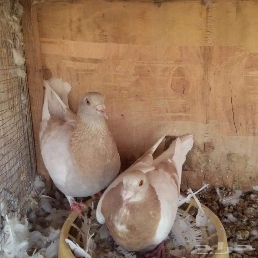 زاجل كريمي توب