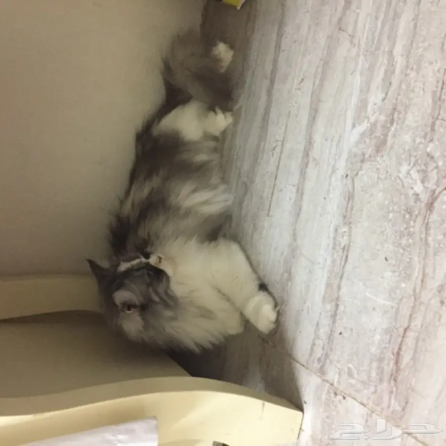 قط امريكي مريش انثى اليفه