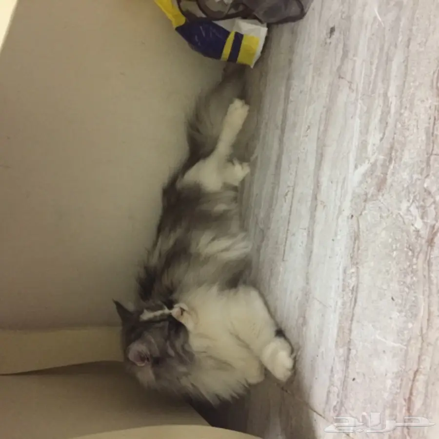 قط امريكي مريش انثى اليفه (image 1)