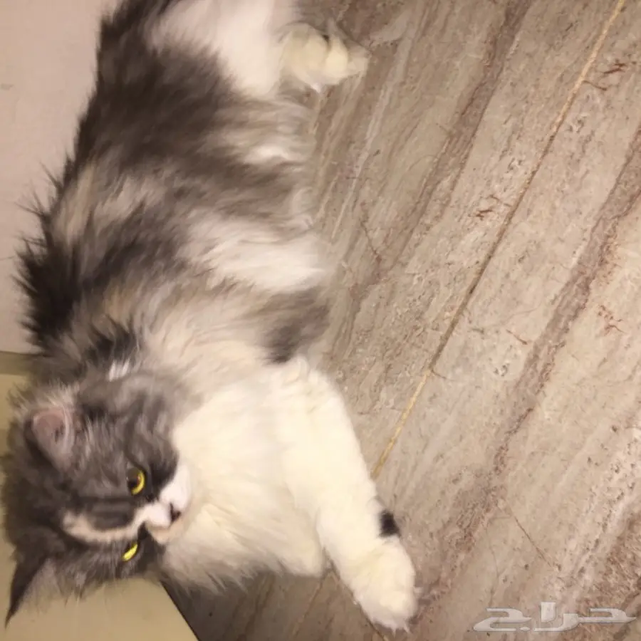 قط امريكي مريش انثى اليفه (image 3)