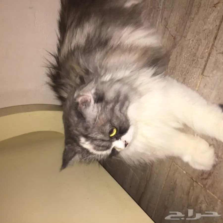 قط امريكي مريش انثى اليفه (image 4)