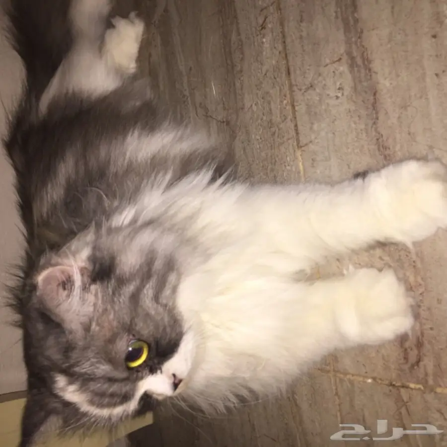 قط امريكي مريش انثى اليفه (image 5)