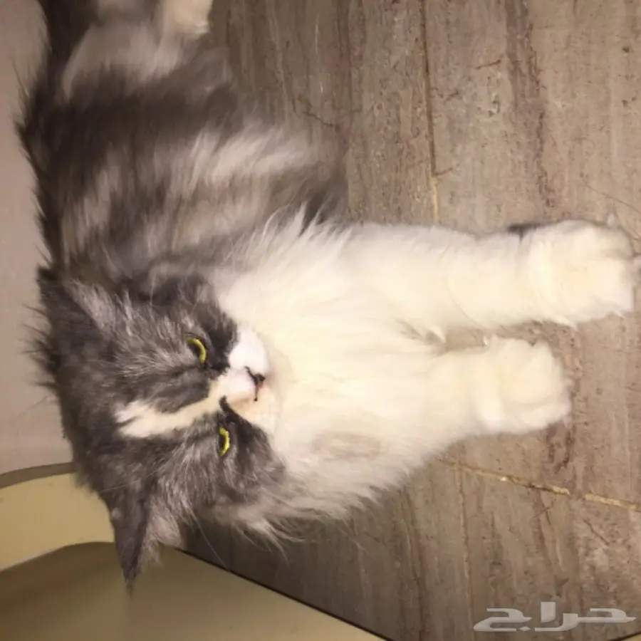 قط امريكي مريش انثى اليفه (image 6)