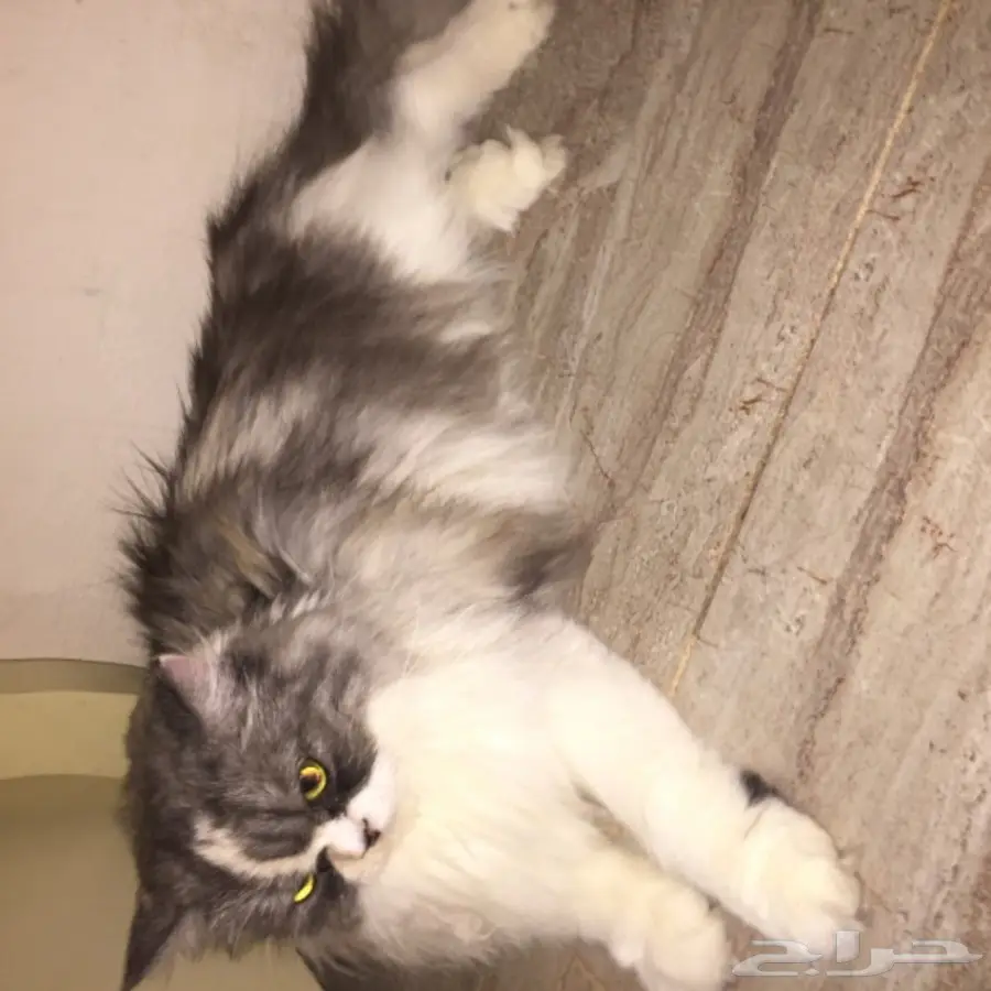 قط امريكي مريش انثى اليفه (image 7)