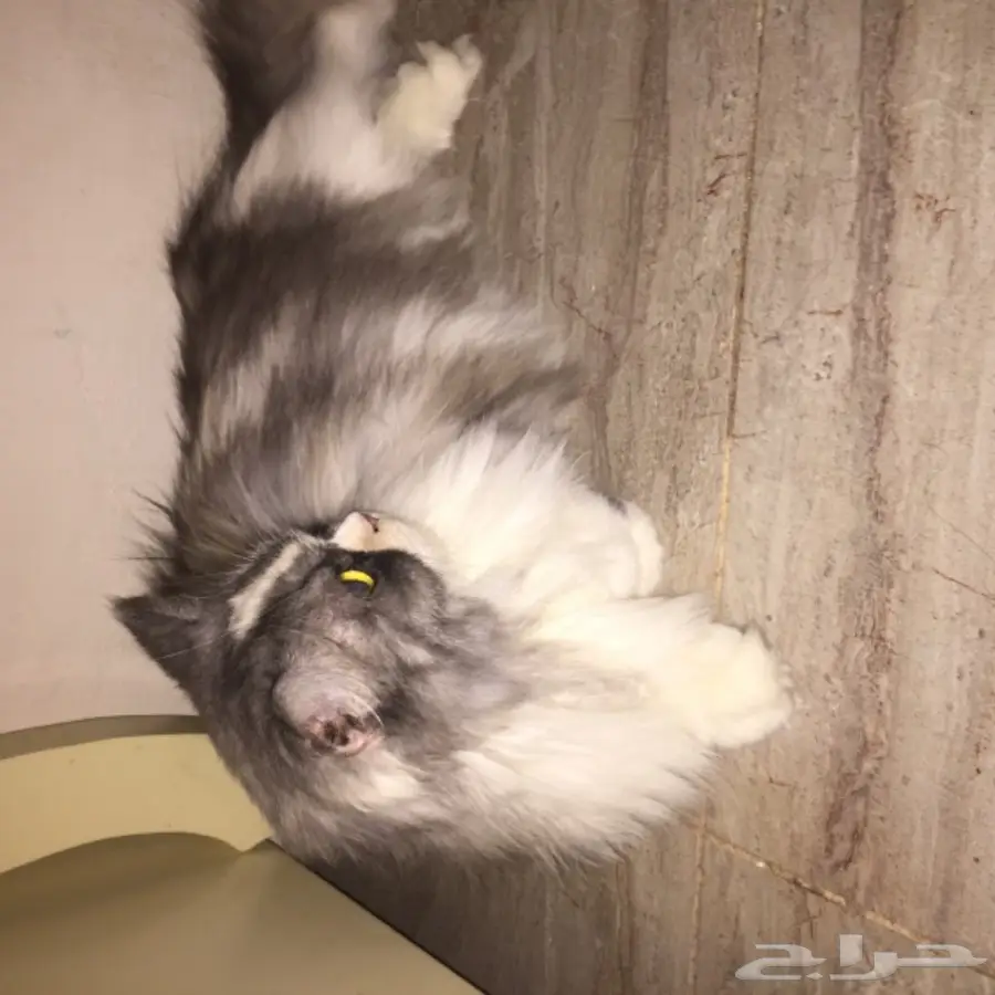 قط امريكي مريش انثى اليفه (image 8)