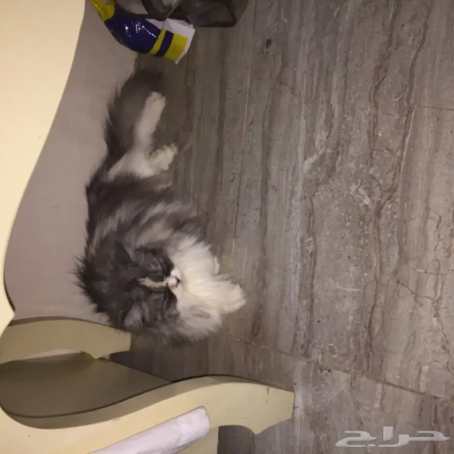 قط امريكي مريش انثى اليفه (image 9)