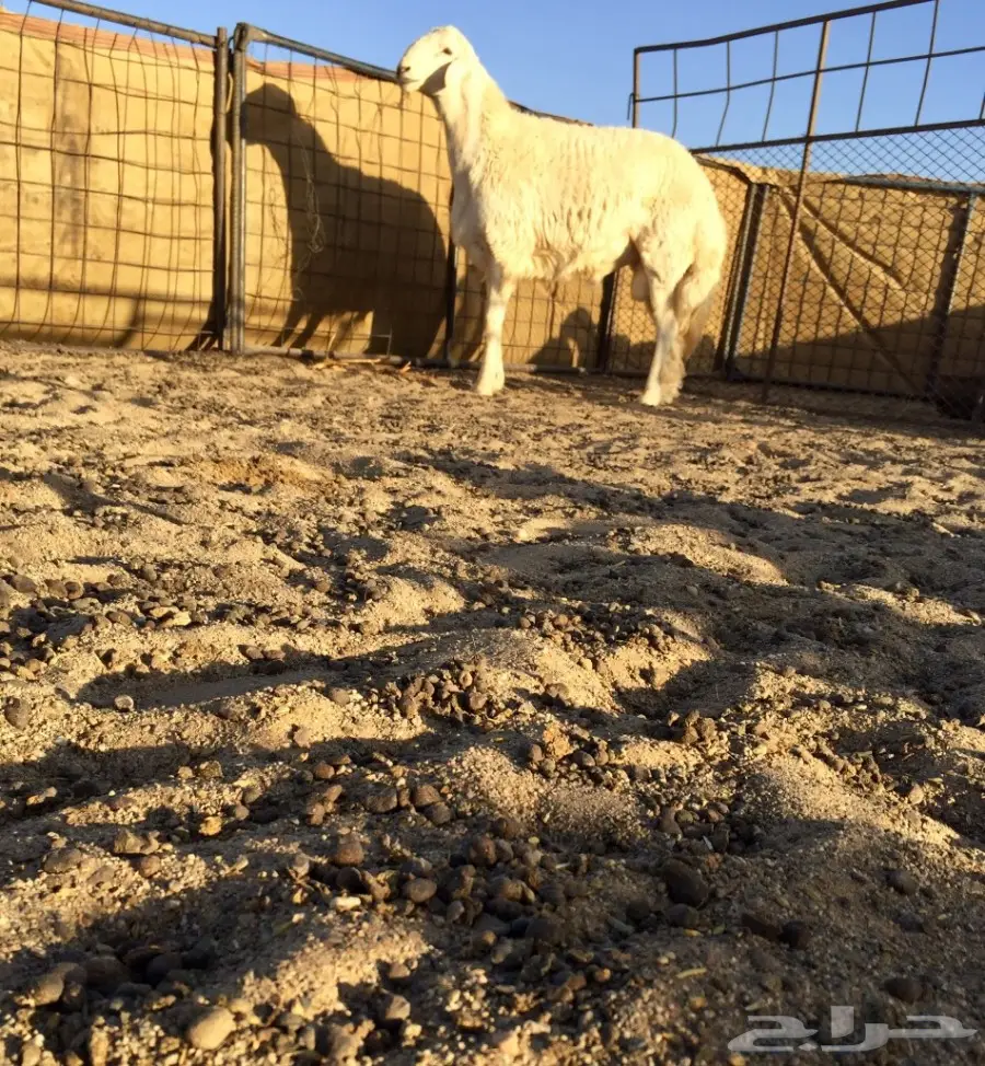 فحل 7شهور  (image 1)