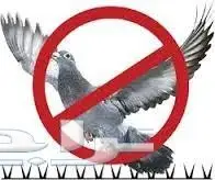 رش مبيدات مكافحة حشرات نمل ابيض صراصير فئران  (image 10)