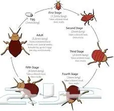 رش مبيدات مكافحة حشرات نمل ابيض صراصير فئران  (image 14)
