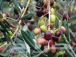 عصرة جديده 15-4-1439 بكر عضوي من مزارعنا  (image 4)