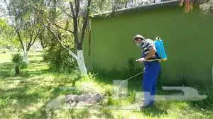 رش مبيدات مكافحة حشرات نمل ابيض صراصير فئران  (image 7)