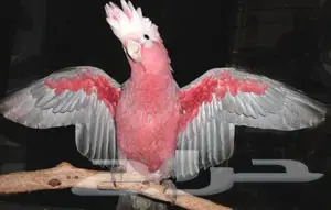 فروخ كوكاتو قالا  (image 3)