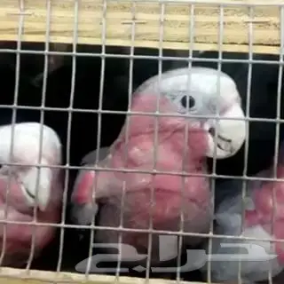 فروخ كوكاتو قالا  (image 2)