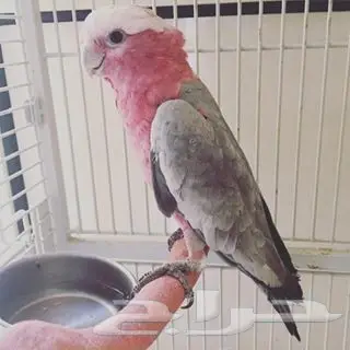 فروخ كوكاتو قالا  (image 7)