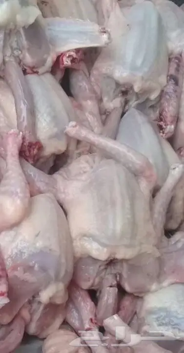 دجاااج لاحم وزغاليل فرنسي وأعلاف فقيه  (image 2)