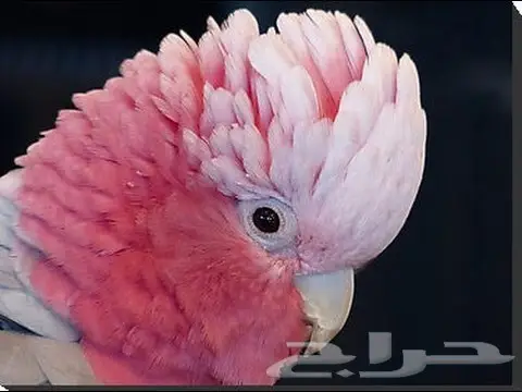 فروخ كوكاتو قالا  (image 4)