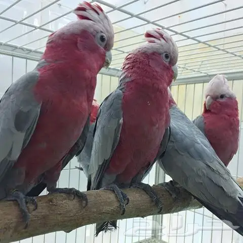 فروخ كوكاتو قالا  (image 1)