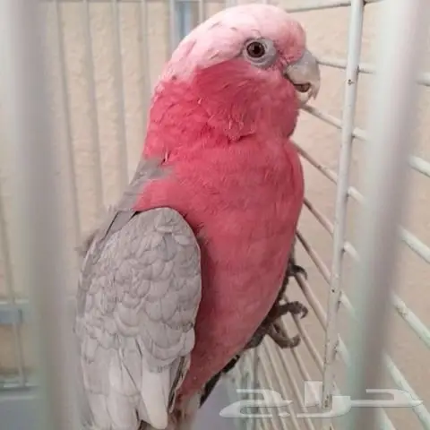 فروخ كوكاتو قالا  (image 6)