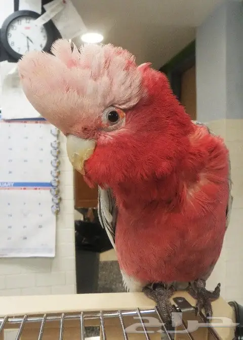 فروخ كوكاتو قالا  (image 5)