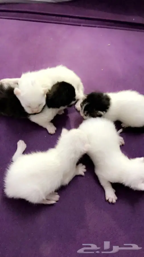 مكة المكرمه  (image 1)