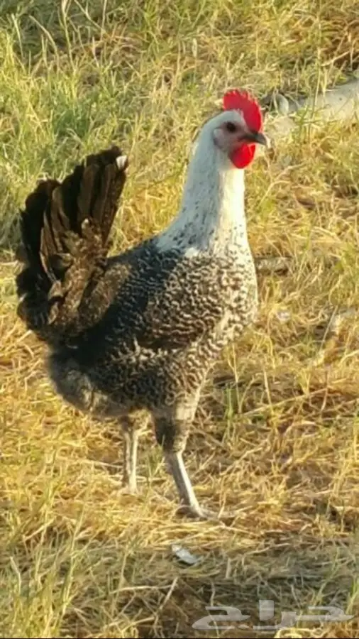 بيض فيومي مصري سلاله صافيه