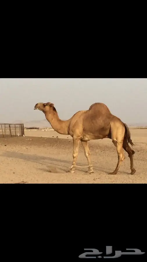 بعير حمر منتج وساس طيب