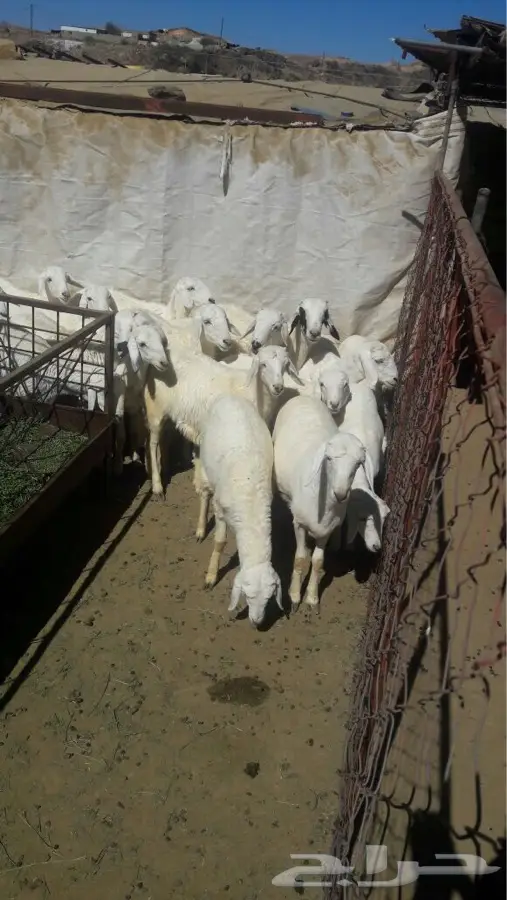 خرفان و رخال للبيع (image 4)
