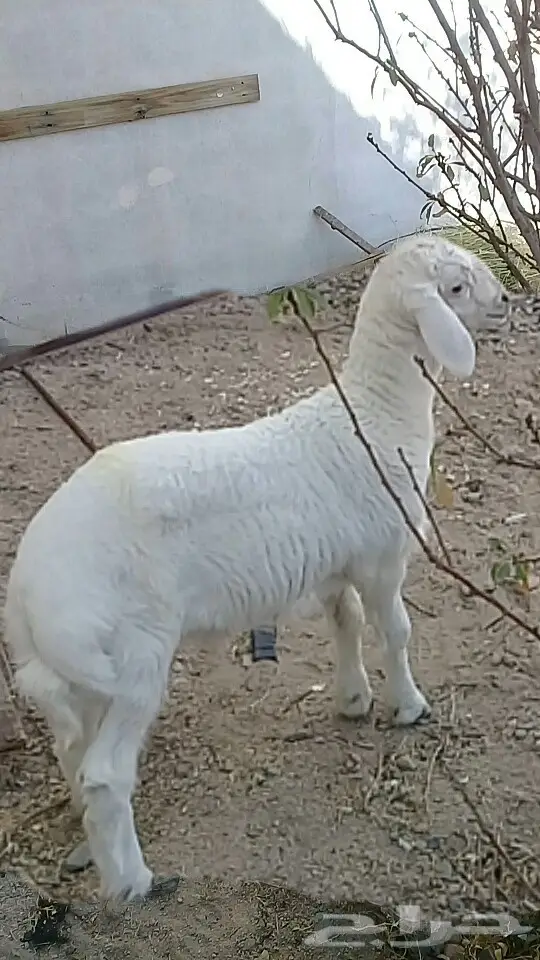 حنيذ حري فقط ب 600 ريال (image 1)