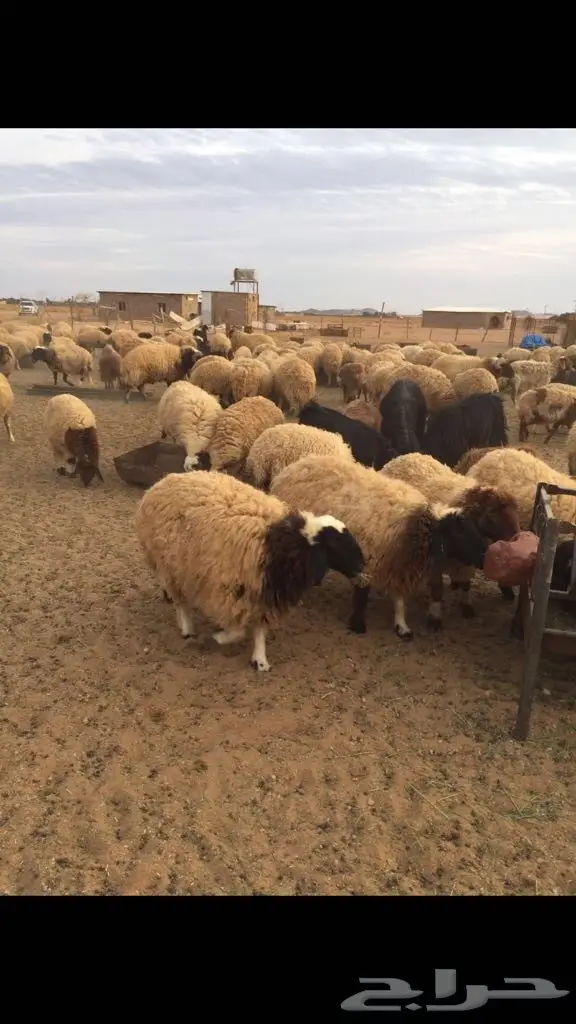 غنم وماعز للبيع - فرصة ذهبية! (image 2)