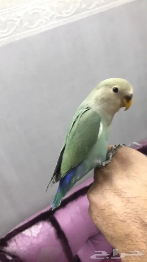 فرخ روز هدد مميز - فرصة لنهاية الغر! (image 1)