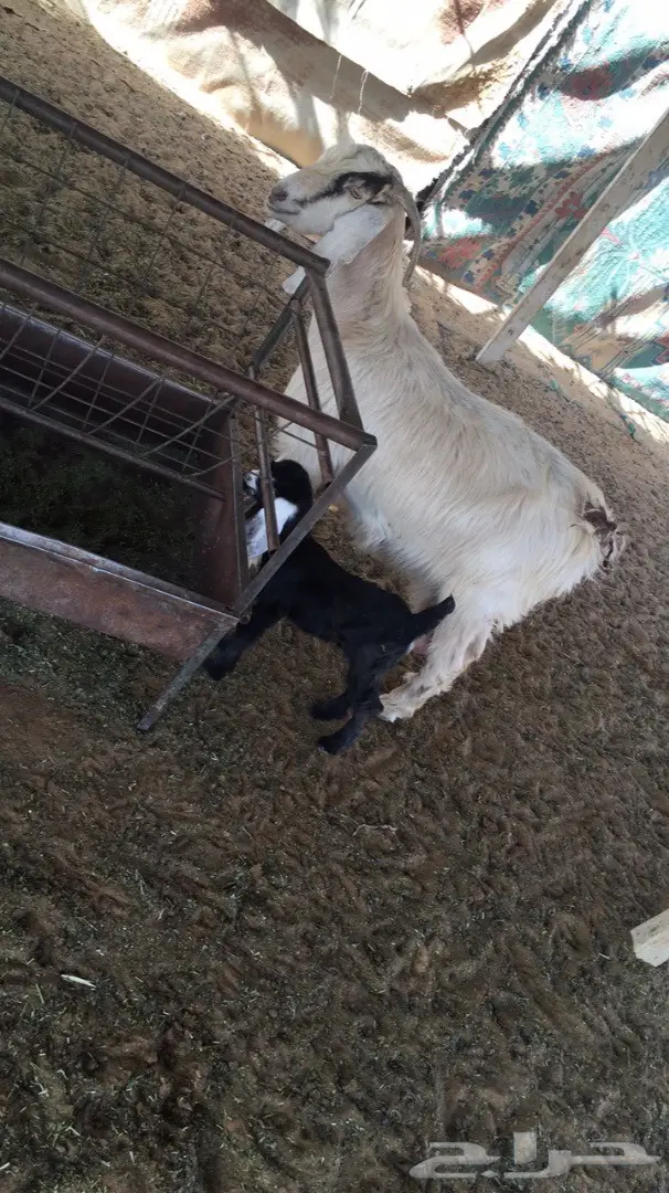 معزا 2 تحتها على واحد 