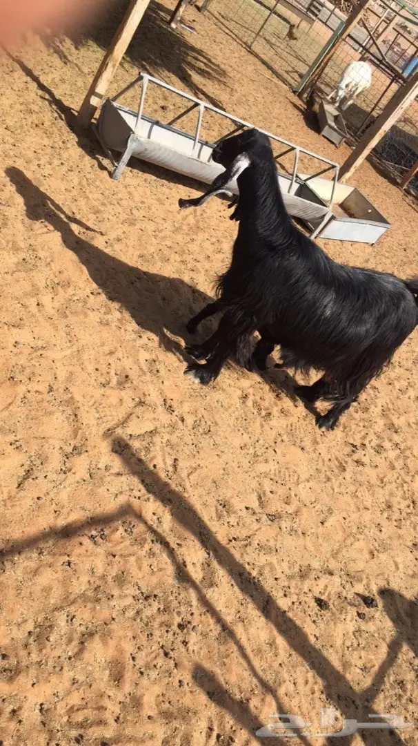 معزا 2 تحتها على واحد  (image 1)