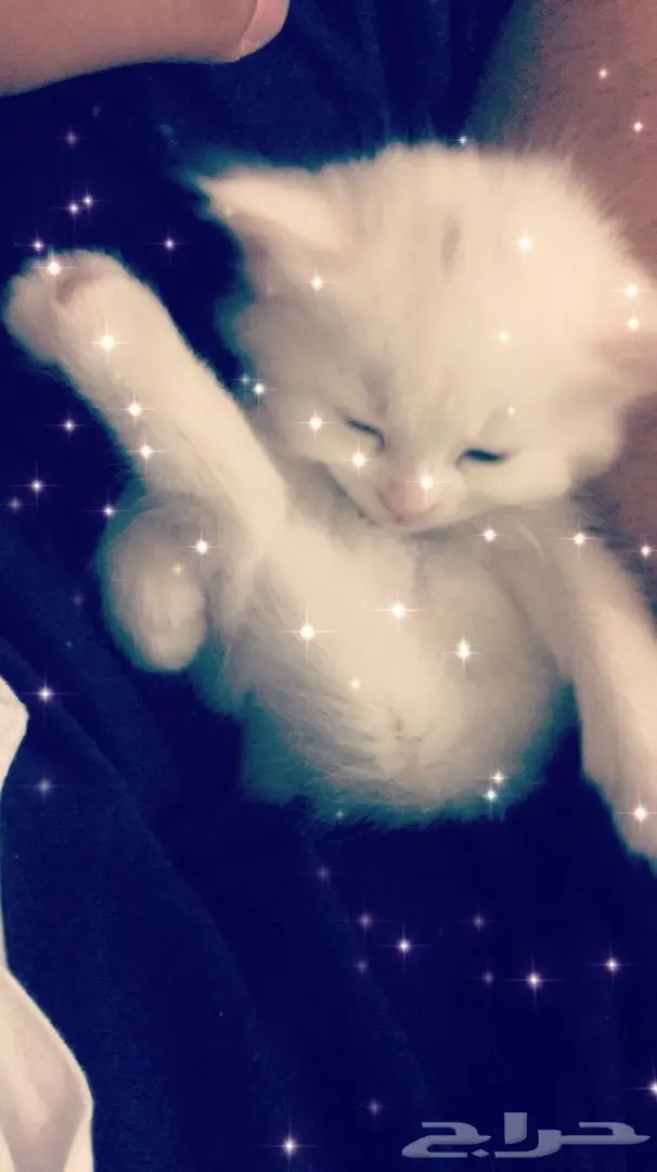 قطة شيرازي كتن أنثى - فرصة لا تُفوّت! (image 1)