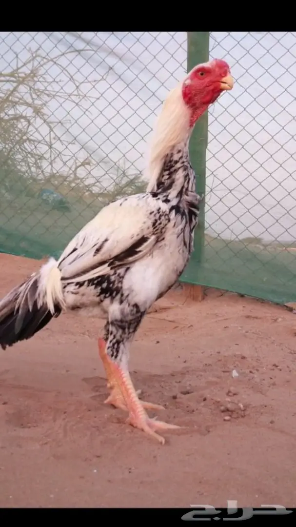 ديك حجازي فاخر 