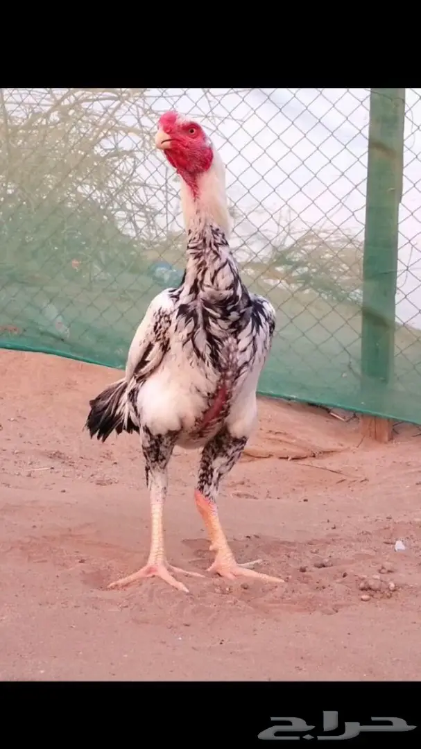 ديك حجازي فاخر  (image 1)