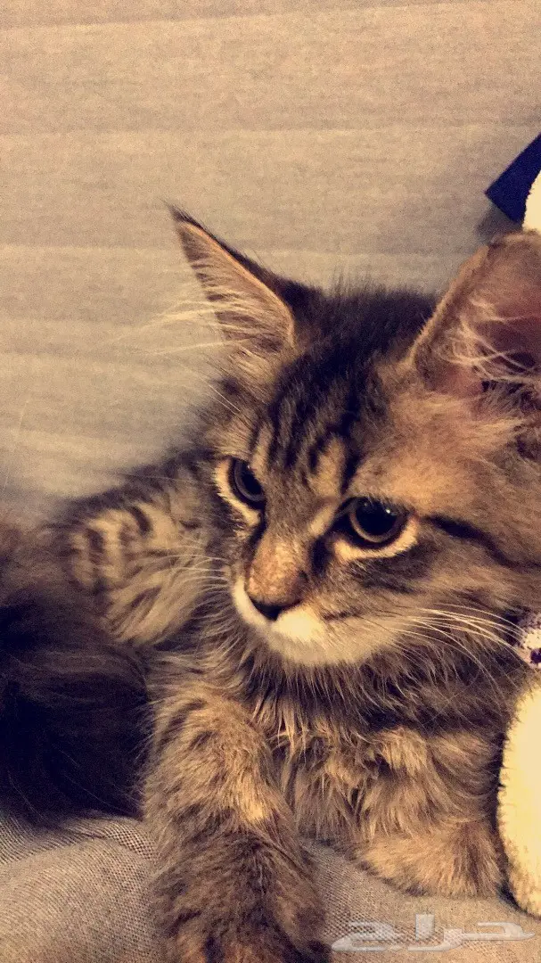 قطط شيرازي رائعة للبيع! (image 3)