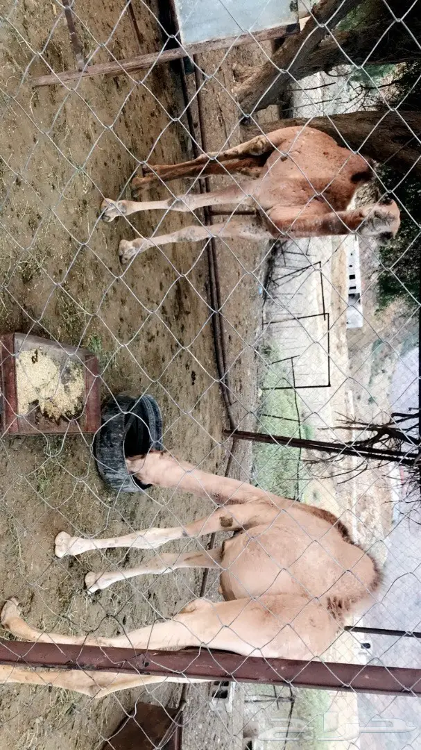 قعود للبيع (image 1)