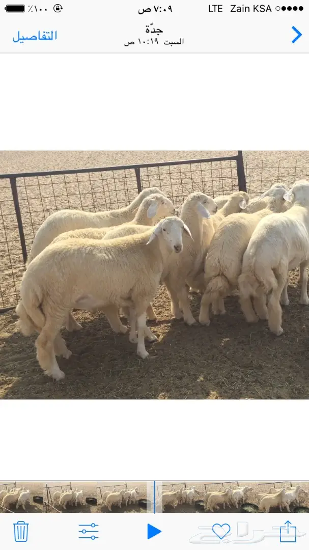 طليان طيبه ونضيفه