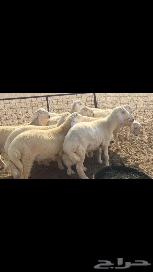 طليان طيبه ونضيفه (image 1)