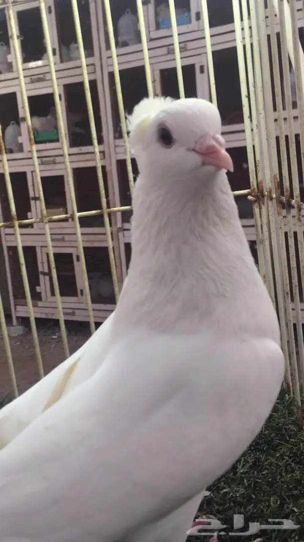 جوز قطيفي (غرنوق) - فرصة ذهبية!