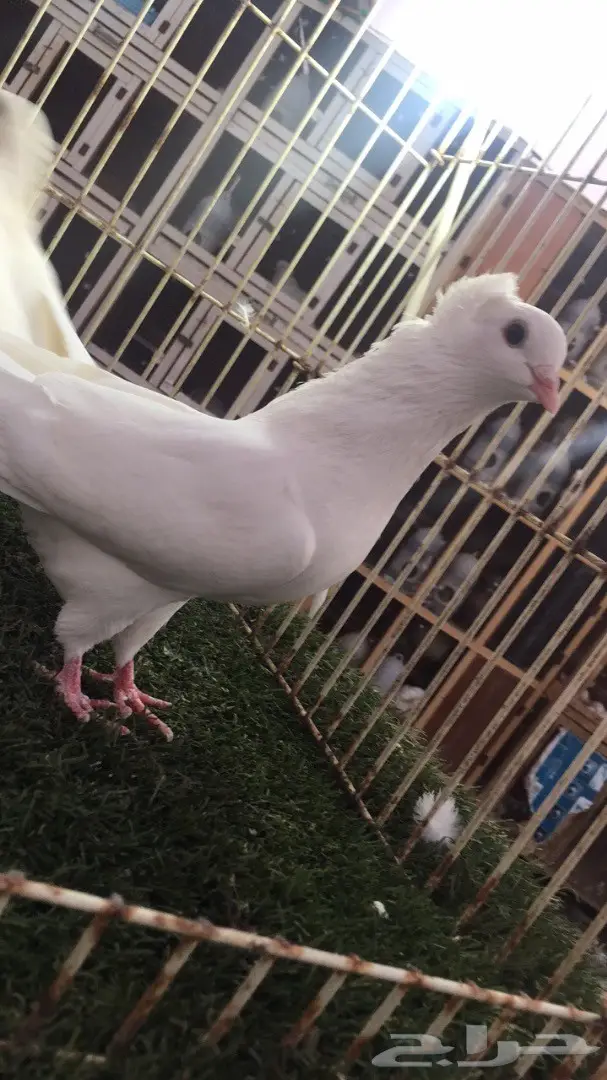 جوز قطيفي (غرنوق) - فرصة ذهبية! (image 1)