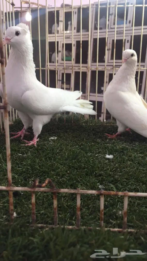 جوز قطيفي (غرنوق) - فرصة ذهبية! (image 3)