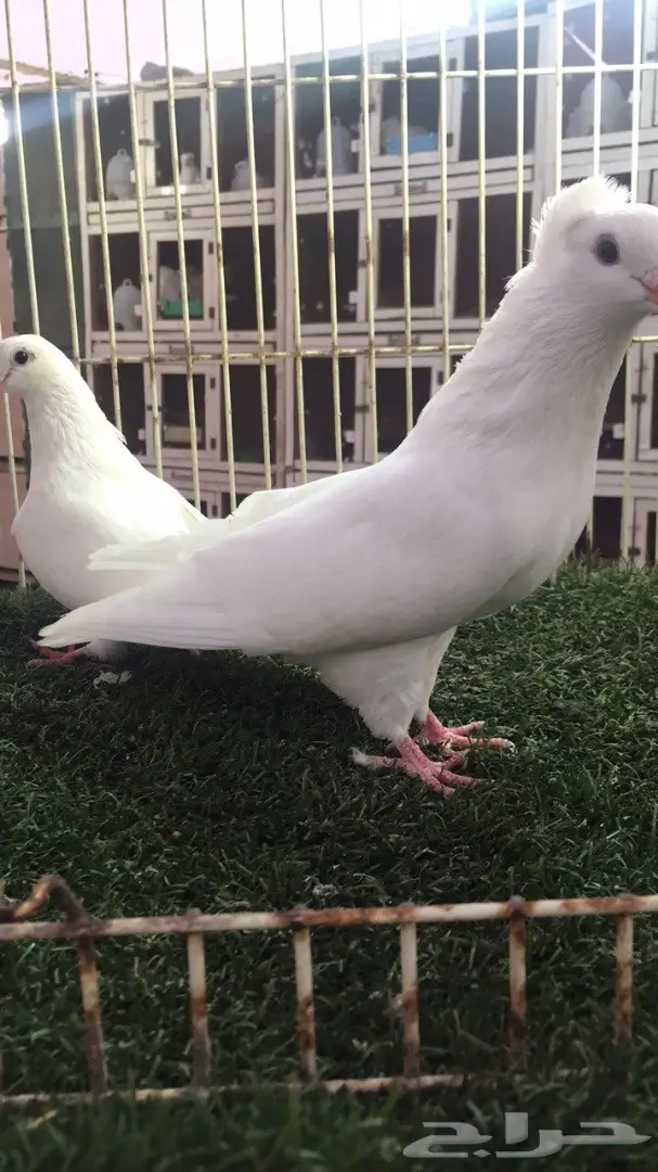 جوز قطيفي (غرنوق) - فرصة ذهبية! (image 5)