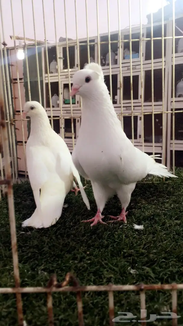 جوز قطيفي (غرنوق) - فرصة ذهبية! (image 6)