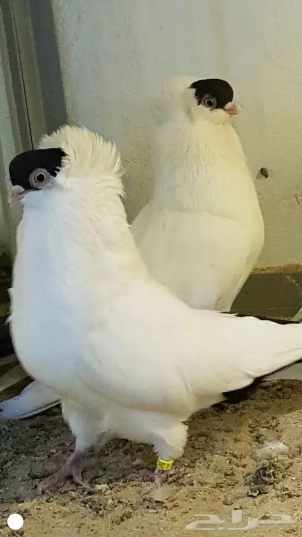 هلمت اسود فاخر  2014 Top